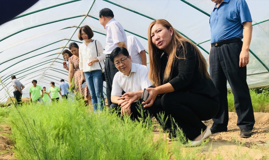 亩产万元，情暖百姓！——看鹤壁最美芦笋姐刘海燕如何带村民致富