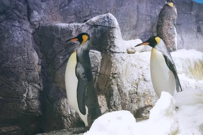 不一样的大阪三日游,瑠璃一束光,值得一来再来