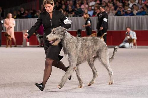 世界上体型巨大的狗,世界上体型最大的犬是什么犬