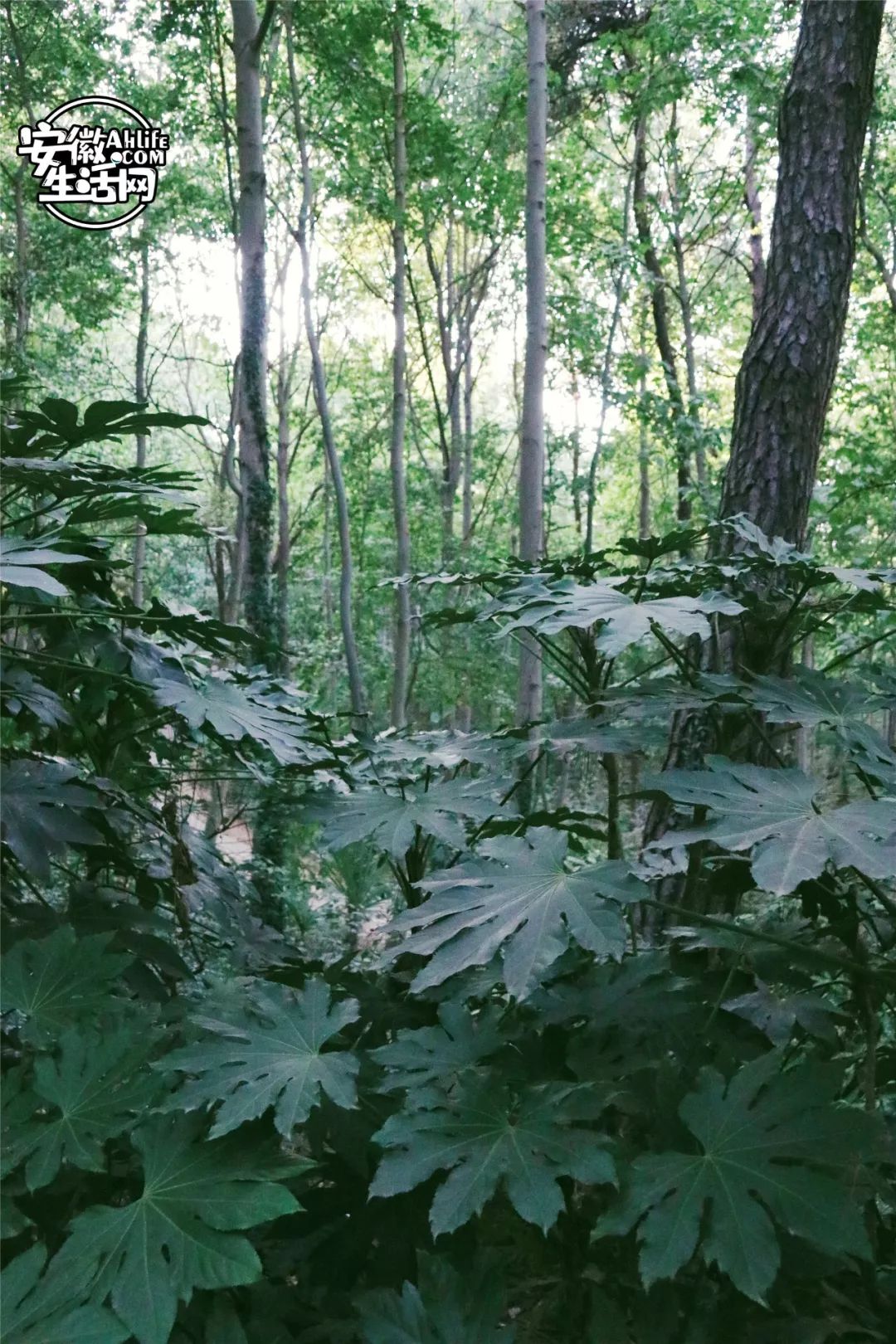 大蜀山,大蜀山爱情故事