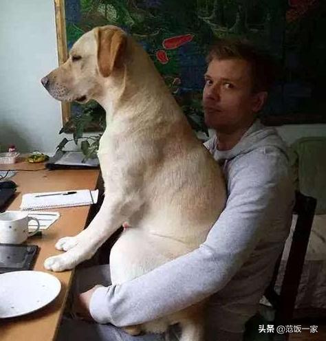 狗狗有这种行为证明你养对狗了,这八种狗狗都是粘人精谁养谁知道