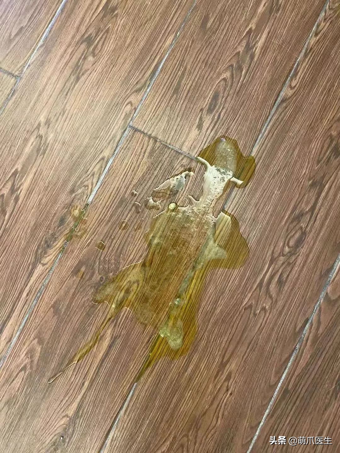 go猫粮吃了会黑下巴吗,go猫粮吃了拉黄水