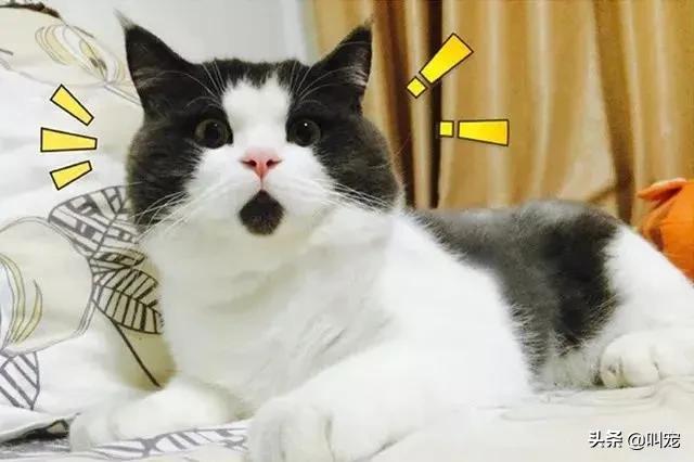 人的脚气会传染猫癣吗,脚气对猫的危害