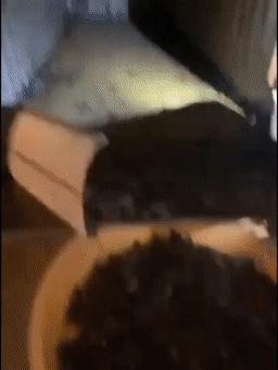 一天抓100只耗子,一天抓百来只田鼠