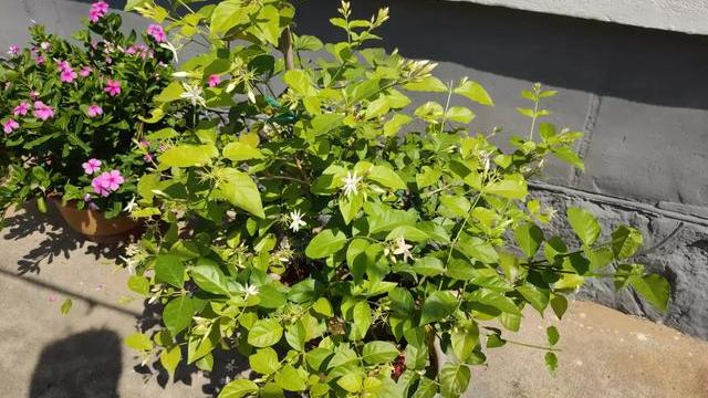 茉莉花枝繁叶茂不开花是什么原因,养茉莉花技巧花瓶