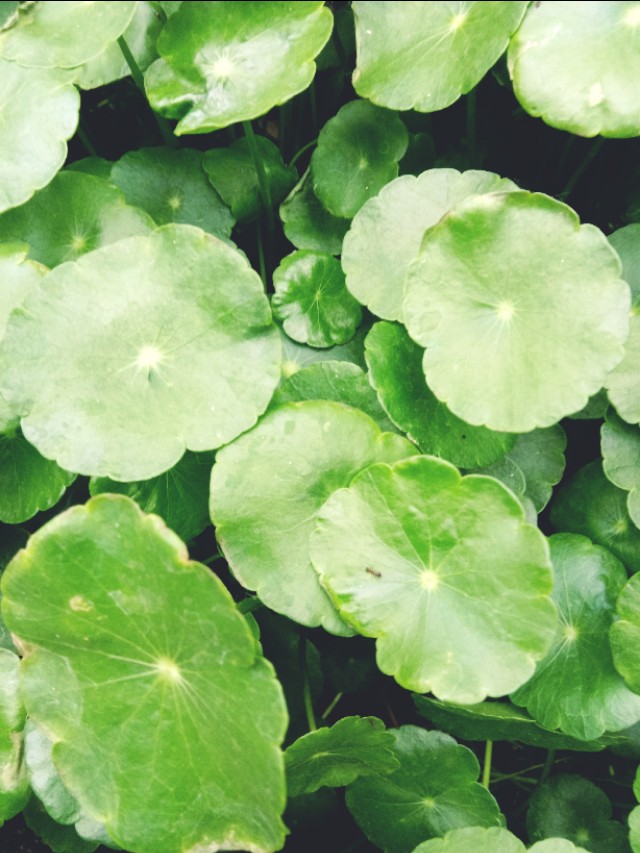 浜鸿浜虹埍缈$繝,浜鸿浜虹埍鑺辫崏