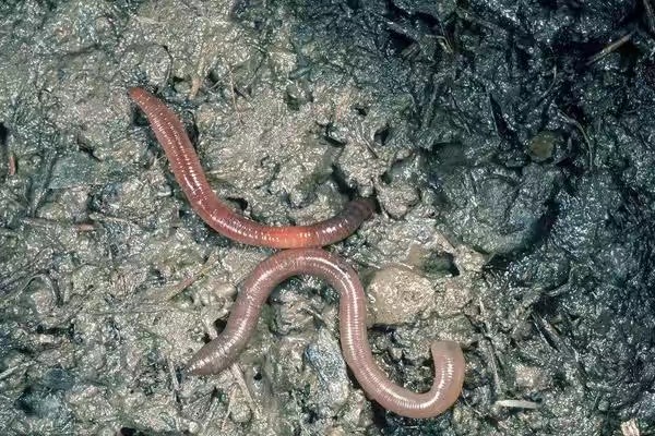 女大学生回家创业养上千头猪,北漂奶奶返乡创业高原养蚯蚓致富