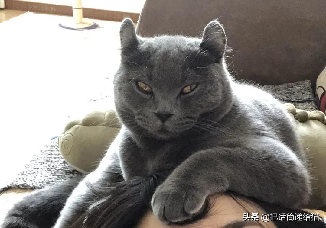 兔耳朵猫：我那么努力，就是为了能跟你永远在一起