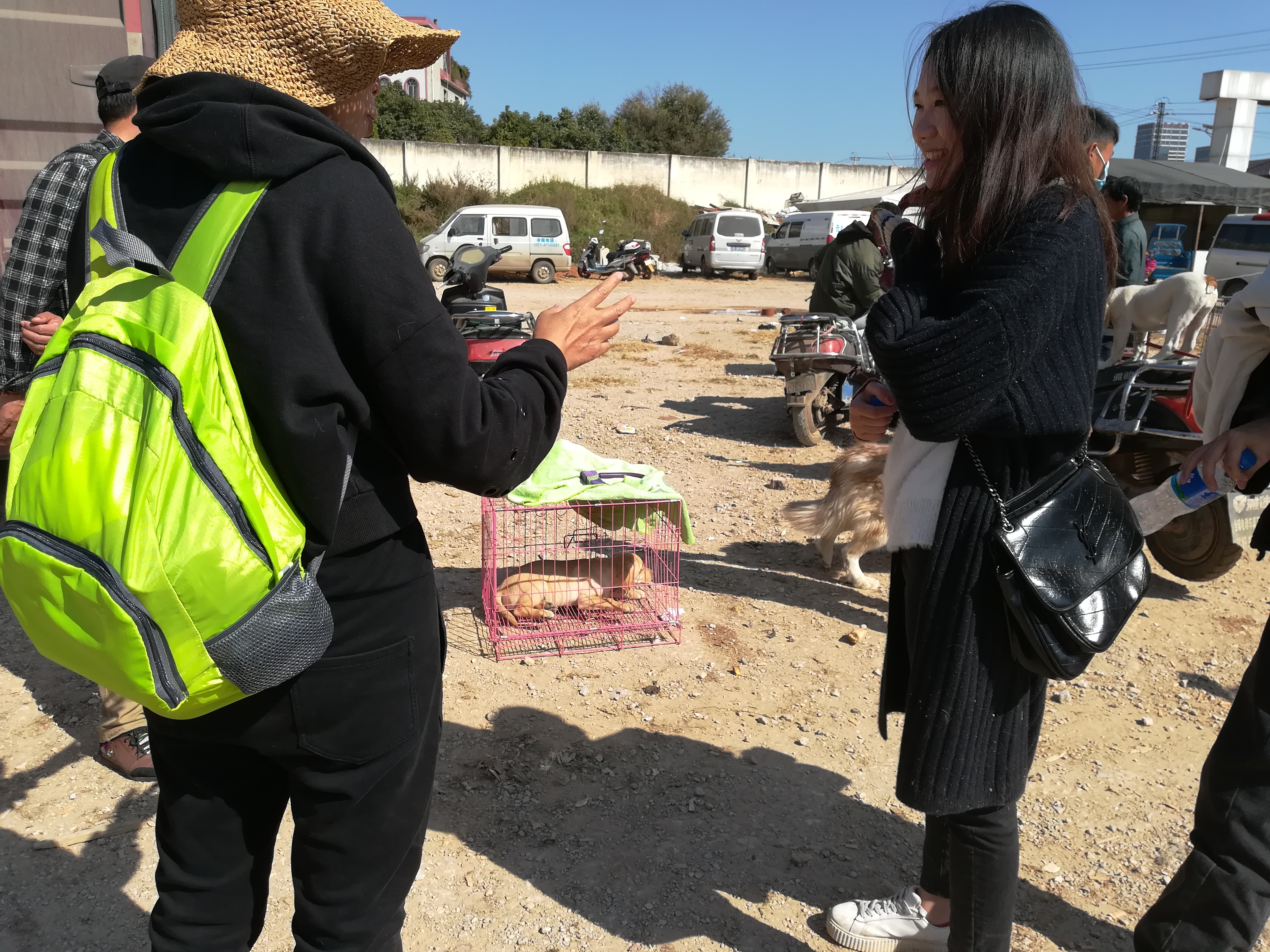 拉布拉多纯正血统成年出售,正规血统的拉布拉多价位