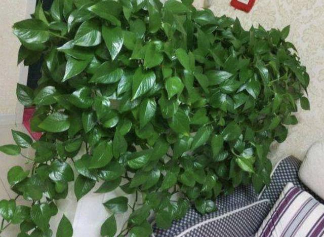 养绿萝放什么药片长得快,养绿萝把药片往盆里放30天长爆盆