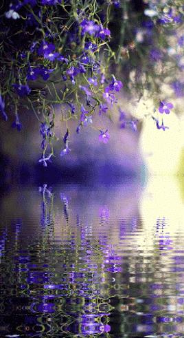 水中花郁可唯简谱动态谱,动态水中花歌词壁纸