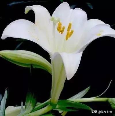 【美友博览】作家王蒙自传《半生多事·精彩与荒谬》