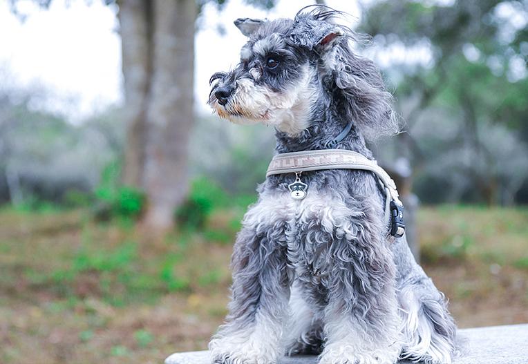 养狗首选这5种,新手养狗什么狗最忠诚