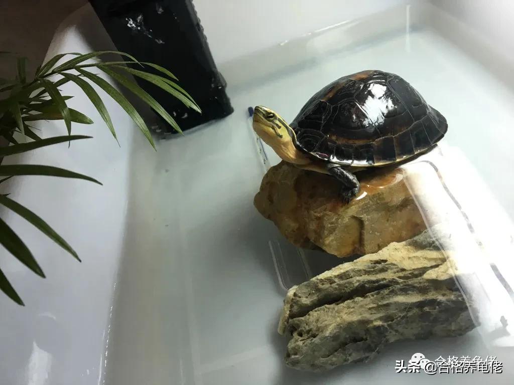 闭壳龟哪个最好看,平民闭壳龟有哪些