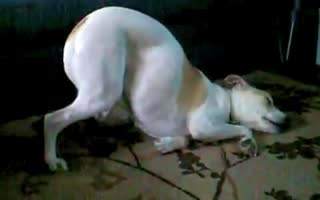 美国儿科学会：婴儿1岁以内不能趴睡。但宝宝不愿翻身怎么办？