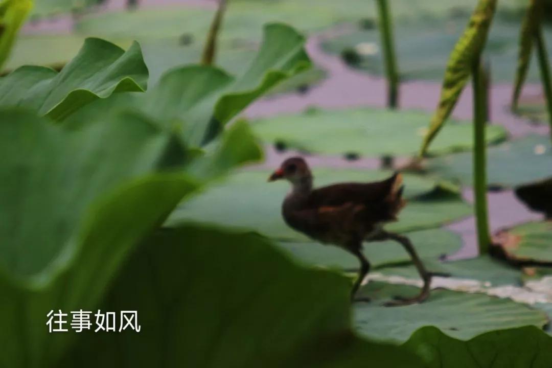 惊艳！淮阳，因为ta，美得不像“画”