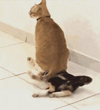 鑷粠鏈変簡鐚不鎰堜簡鎴戠殑鎳掓儼,涓轰粈涔堣姗樼尗鍗佹涔濇福