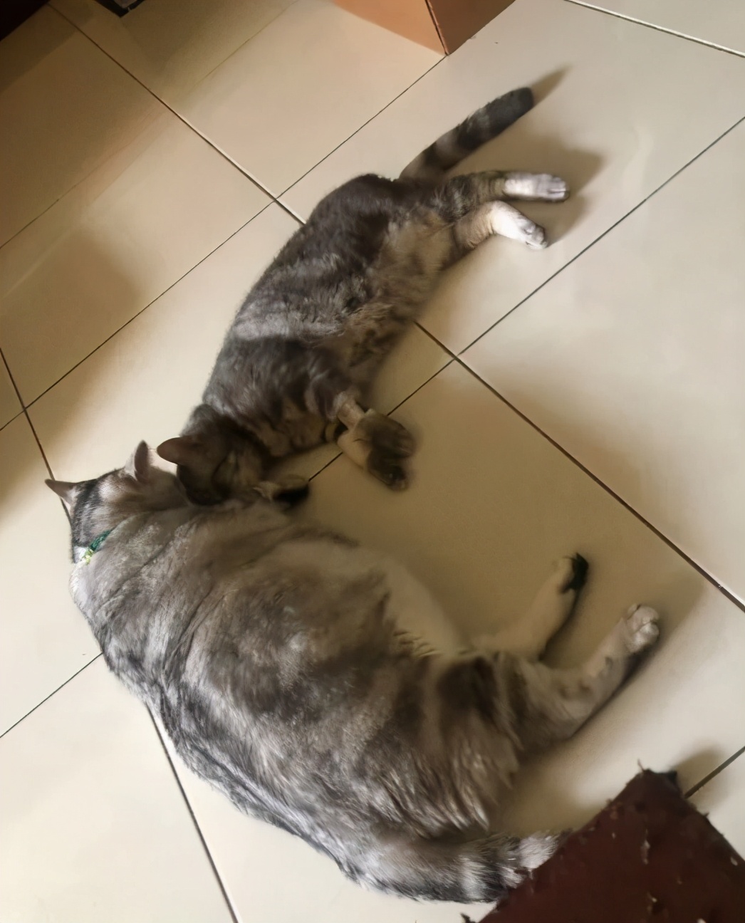 猫真的会把你当妈妈,猫把你当成妈妈是啥样子的