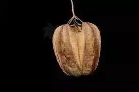 比香烟更容易致癌的食物有哪些 (比香烟致癌的食物)