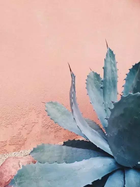 有没有吸甲醛室内植物,室内甲醛超标植物会怎样