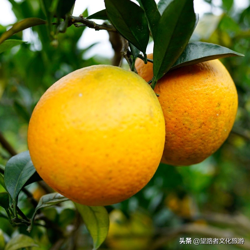 旗山农家小院,旗山农家乐