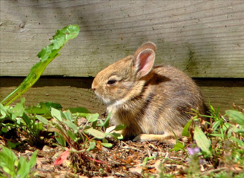 农村小伙养巴哥犬一年赚10万,小伙开宠物乐园年赚1800万