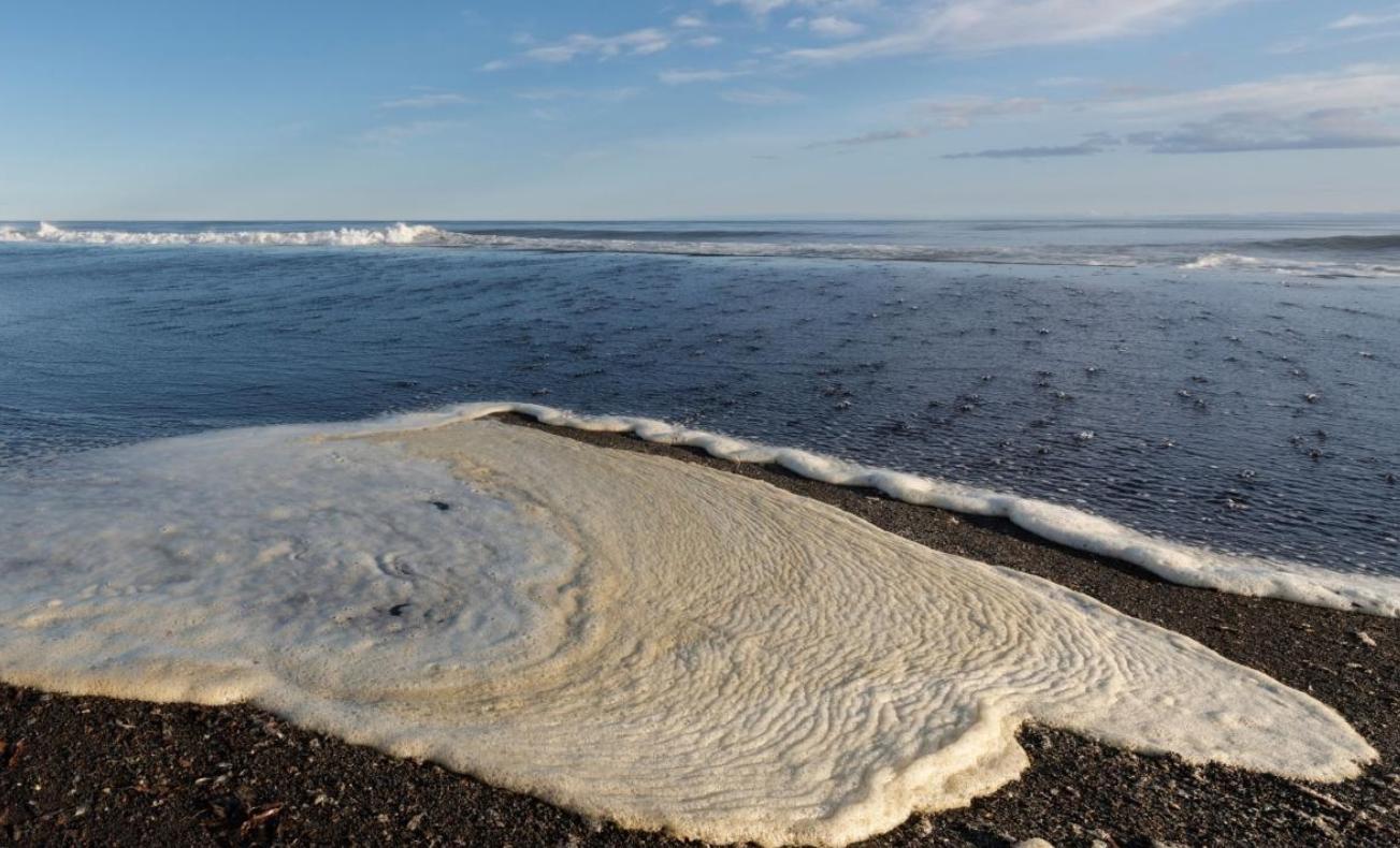 日本海岸现大量鱼尸体,日本海滩惊现大量乌贼尸体