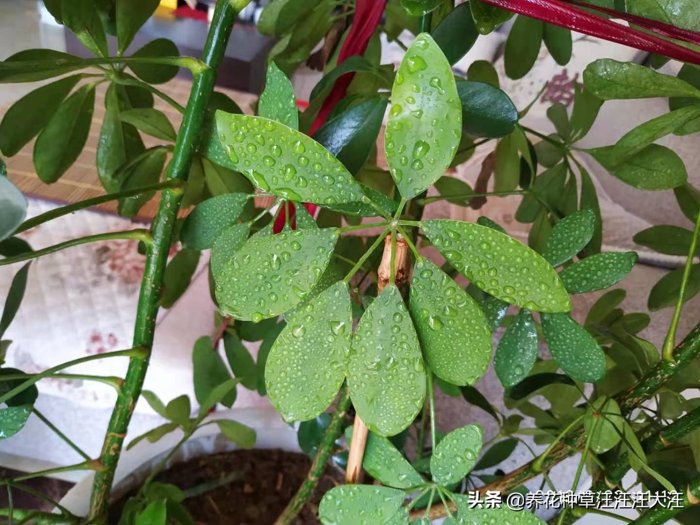 八方来财叶子掉光了怎么办,八方来财叶子黄了有斑点