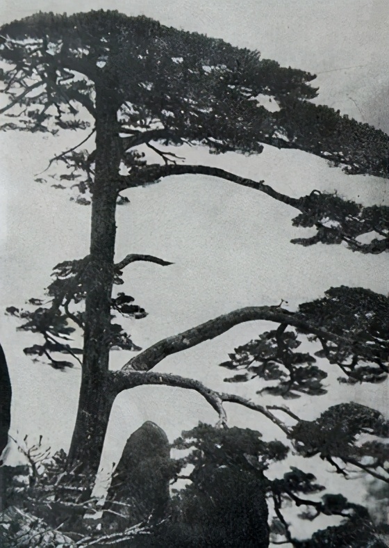 贵宾迎客松的真假辨别方法,黄山迎客松真假