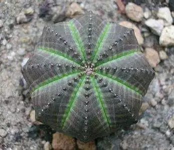 多肉早安图片大全,多肉大全100图