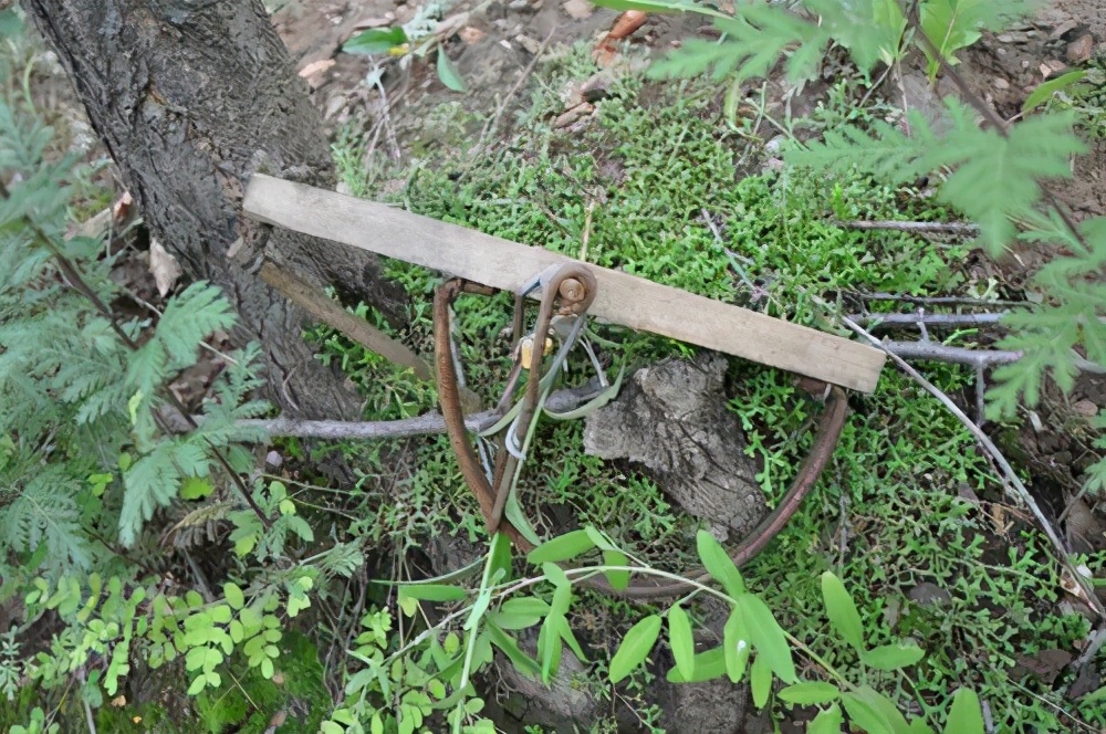 多地野兔泛滥!山东一男子捕捉5只野兔被抓!专家:每只罚300元