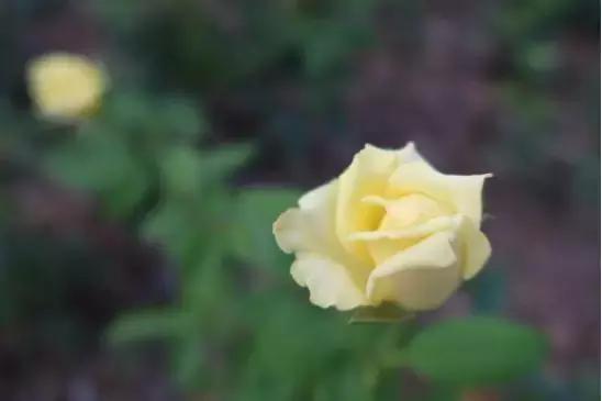 浣宠兘powershotg5xmarkii缂虹偣,浣宠兘powershotg5xmarkiii