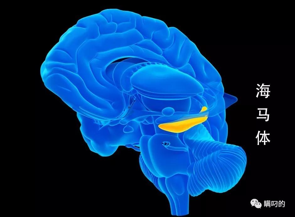 未来马斯克最新机器人,马斯克宣布脑机接口患者恢复