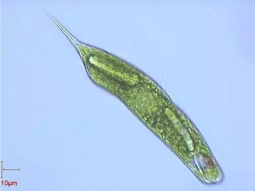 水产养殖业藻类的生命周期,水产养殖常见藻类植物