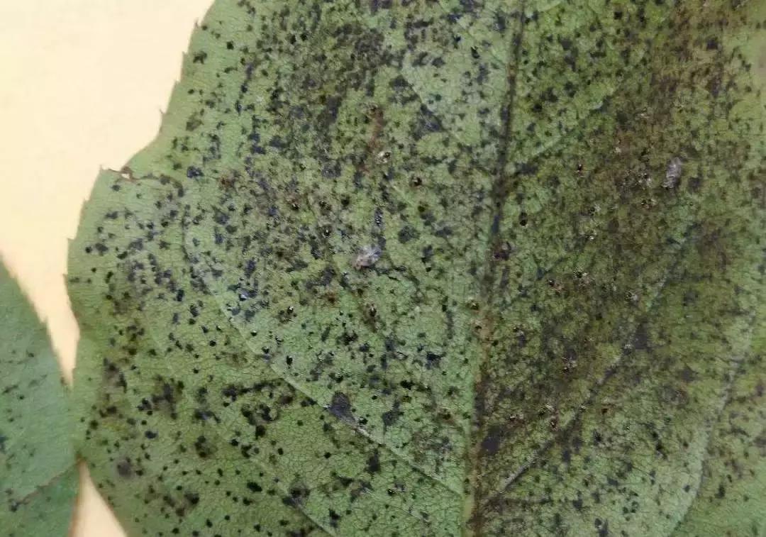 桃树梨树虫害防治什么时候为宜,梨树8大重要虫害防治方法