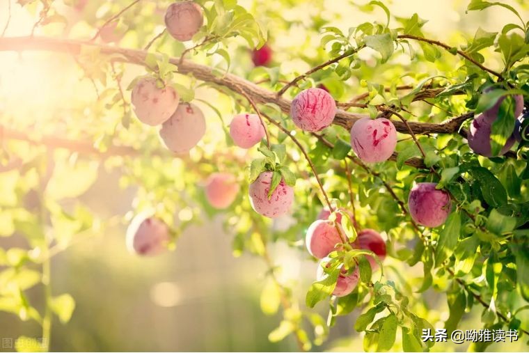 翠叶藏莺朱帘隔燕的意思,翠叶藏莺古诗朗诵视频