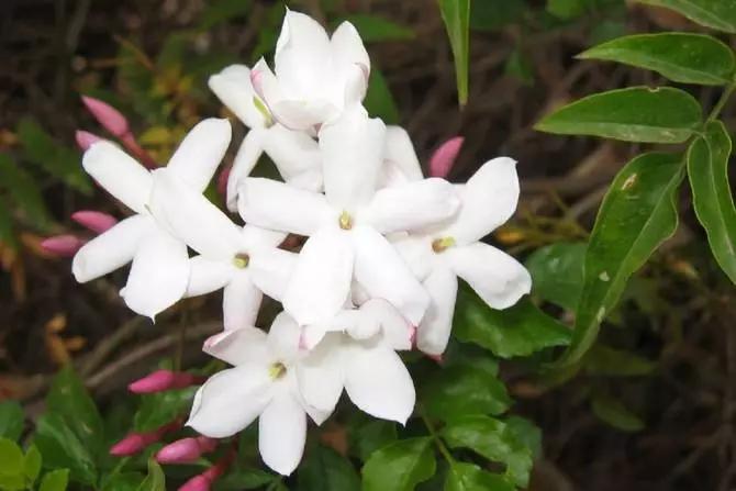 世界各国的国花集锦,英国国花世界各国的国花