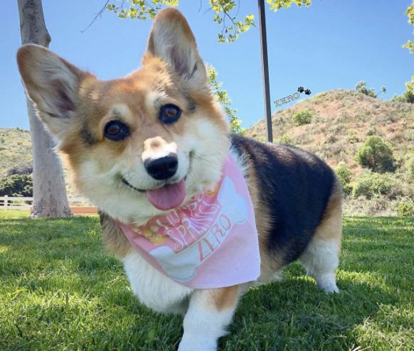 柯基吃狗粮应该主要看什么,柯基不挑食狗粮怎么喂呢