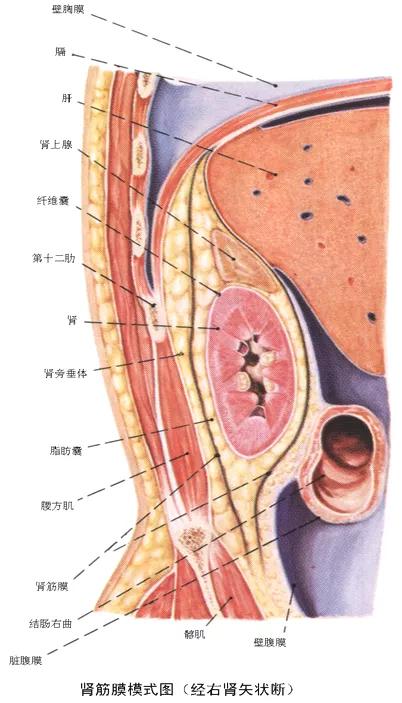 泌尿系统解剖讲解视频,泌尿系统肾脏解剖图谱