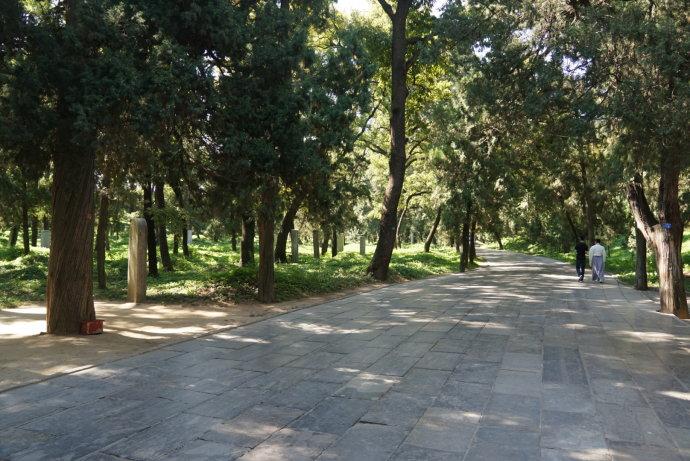 孔林是最大的氏族墓地吗,孔林最大墓葬群