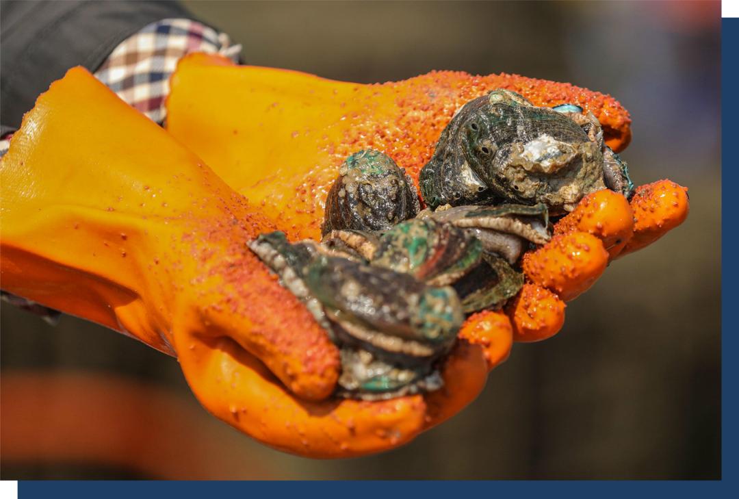 什么干鲍最贵,干鲍为什么比鲜鲍贵