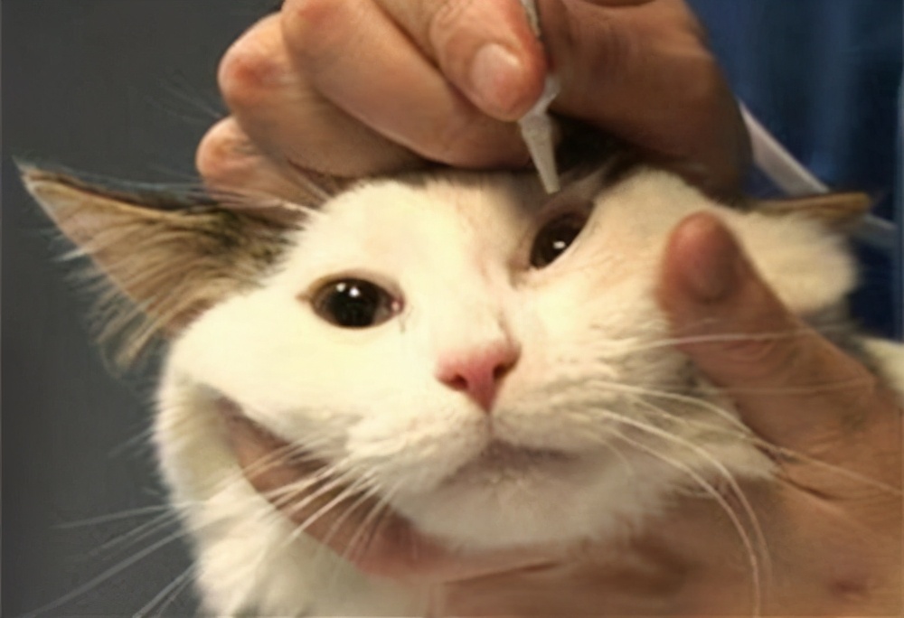 猫咪眼睛流泪有脓性分泌物,猫咪的眼睛发红有分泌物