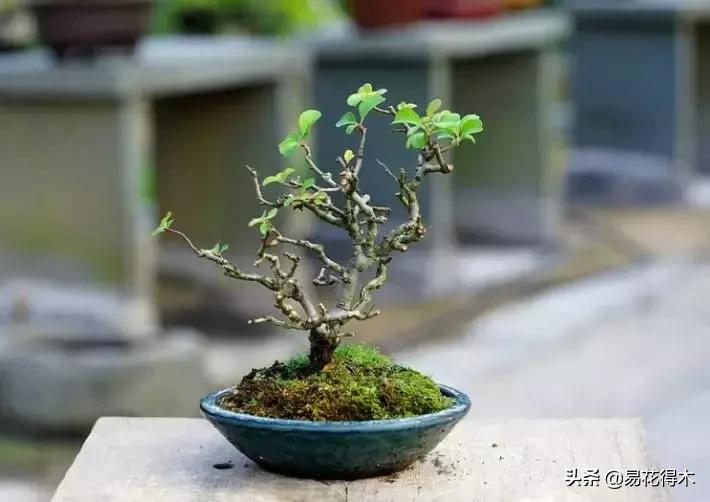 日本海棠的养殖方法,日本海棠花卉习性