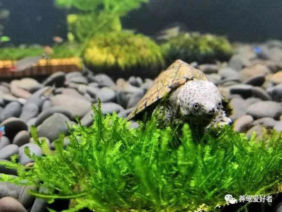 麝香龟有什么特征,麝香龟是一种宠物龟还是什么龟