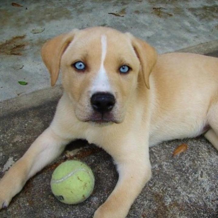 鐩樼偣鍚勪釜鐗瑰埆鐨勬潅浜や覆涓茬嫍,鍝簺瀹犵墿鐘覆涓茶捣鏉ユ洿濂界湅