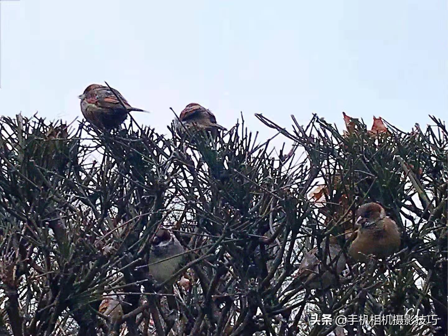 手机变焦和放大的区别,手机变焦有什么用
