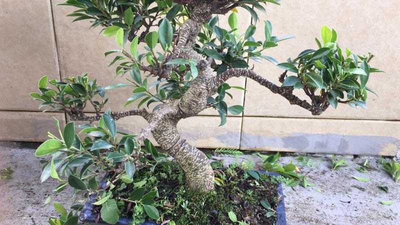 新手也能学会的修剪盆景技巧,枸杞盆景修剪技巧图解