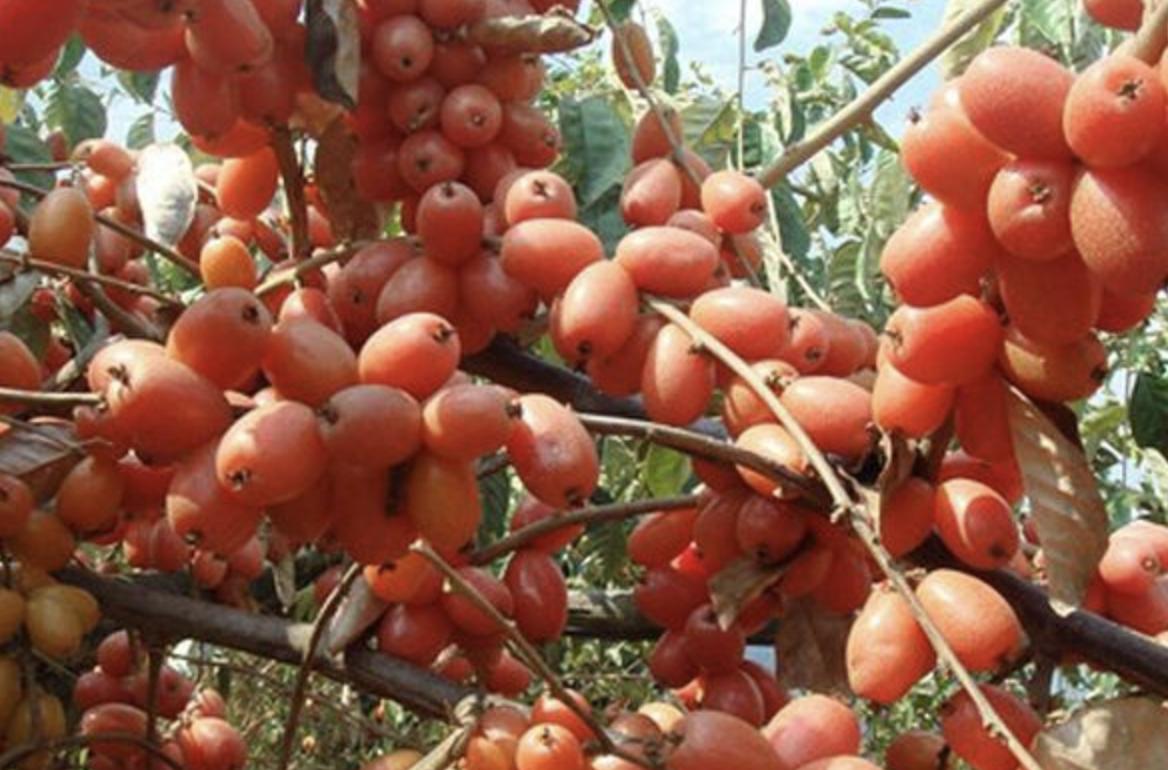 小时候地里有种像小葡萄的野果,无叶结小红果的果树