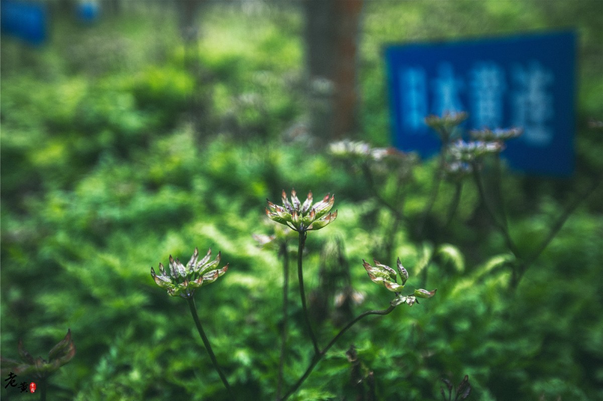 “苦”中作乐很幸福！重庆石柱被称黄连之乡，全县人民靠它致富