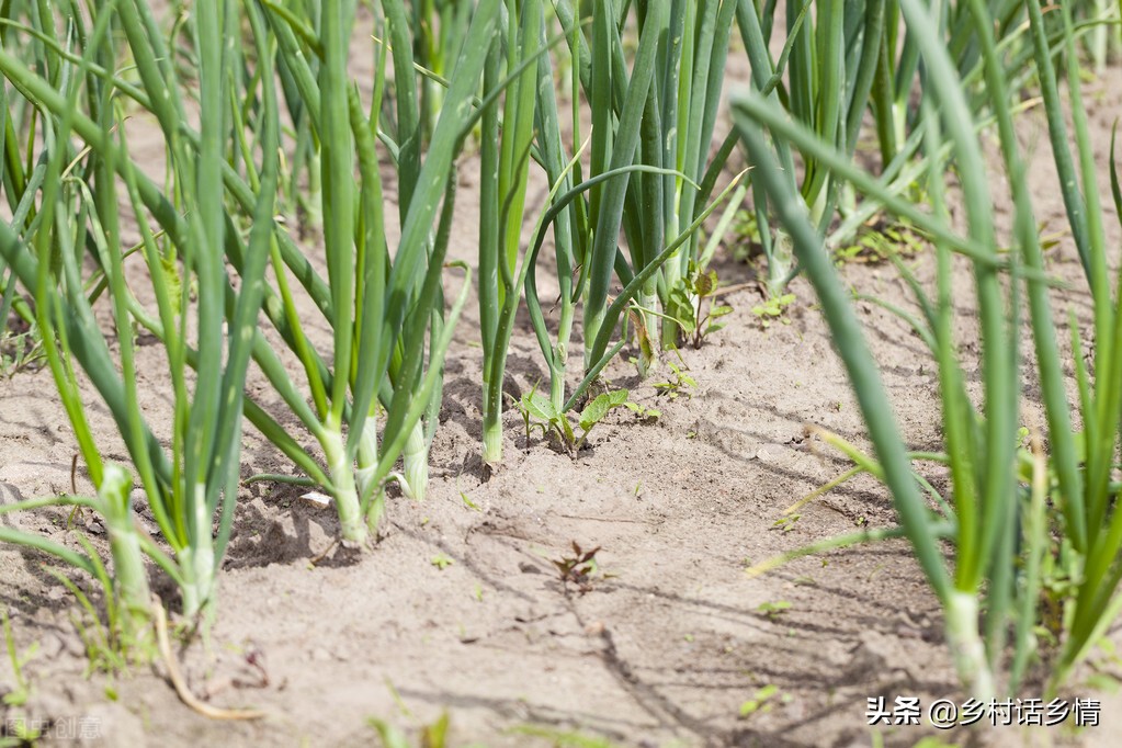 蔬菜招蚊子怎么处理,不用农药怎样消灭蔬菜上的虫子